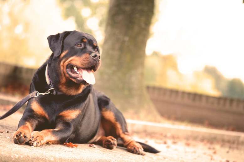 rottie