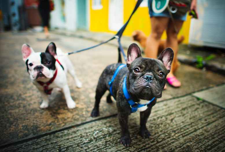 Frenchies on leash